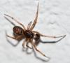 Steatoda bipunctata